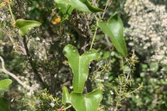 Smilax aspera_Andres Tello