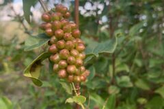 Smilax aspera_Andres Tello