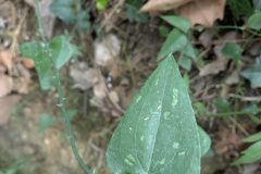 Smilax aspera_Begona Travy CC BY-NC