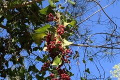 Smilax aspera_Begona Travy CC BY-NC