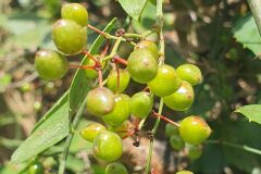 Smilax aspera_Ferran Villen