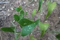 Smilax aspera_Jaume Marti CC BY-NC