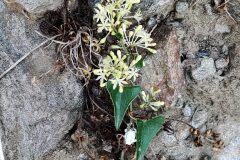 Smilax aspera_Joaquim Reberte CC BY-NC