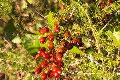 Smilax aspera_Kris Van Puymbroeck