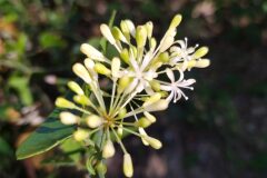 Smilax aspera_Merce Vallicrosa CC BY-NC