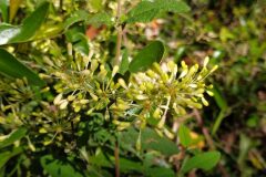 Smilax aspera_Merce Vallicrosa CC BY-NC