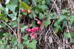 Smilax aspera_Merce Vallicrosa CC BY-NC