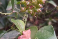 Smilax aspera_Neus Julia 