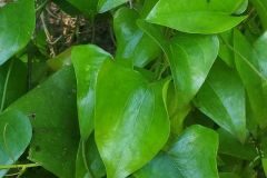 Smilax aspera_Pep Alboquers 