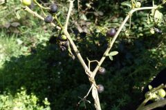 Solanum chenopodioides_Jaume Marti CC BY-NC