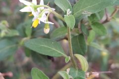 Solanum chenopodioides_Neus Julia CC BY-SA