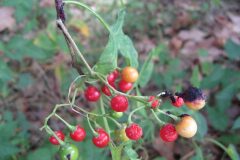 Solanum dulcamara_Jordi Puyuelo