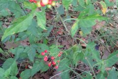 Solanum dulcamara_Jordi Puyuelo