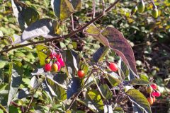 Solanum dulcamara_Merce Vallicrosa CC BY-NC