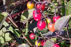 Solanum dulcamara_Merce Vallicrosa CC BY-NC