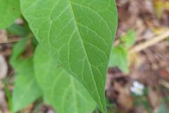 Solanum dulcamara_Merce Vallicrosa CC BY-NC