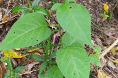 Solanum dulcamara_Merce Vallicrosa CC BY-NC