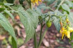 Solanum lycopersicum_Merce Vallicrosa CC BY-NC
