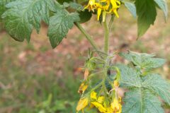 Solanum lycopersicum_Merce Vallicrosa CC BY-NC