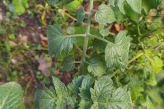 Solanum lycopersicum_Merce Vallicrosa CC BY-NC