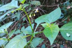 Solanum nigrum_Josep Llovera CC BY-NC