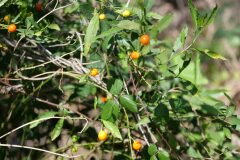 Solanum pseudocapsicum_Francisco Aguayo CC BY-NC