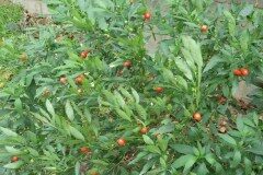 Solanum pseudocapsicum_Pere Barnola CC BY-SA