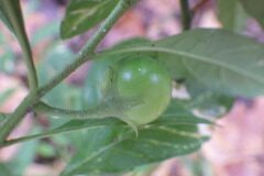 Solanum pseudocapsicum_Pere Barnola CC BY-SA