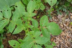 Solanum tuberosum_Roger Vila CC BY-NC