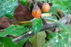 Solanum villosum_Merce Vallicrosa CC BY-NC