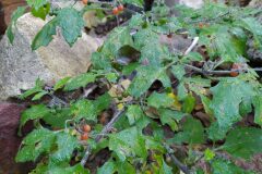 Solanum villosum_Merce Vallicrosa CC BY-NC