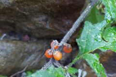 Solanum villosum_Merce Vallicrosa CC BY-NC