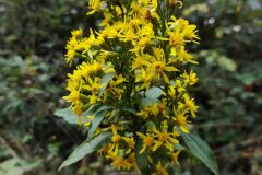 Solidago virgaurea_Joaquim Reberte CC BY-NC