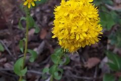 Solidago virgaurea_Merce Vallicrosa CC BY-NC