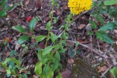 Solidago virgaurea_Merce Vallicrosa CC BY-NC