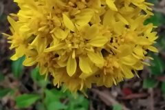 Solidago virgaurea_Merce Vallicrosa CC BY-NC