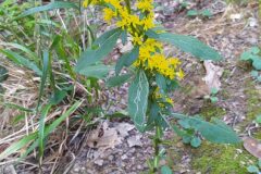 Solidago virgaurea_Merce Vallicrosa CC BY-NC