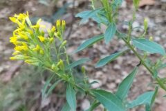 Solidago virgaurea_Merce Vallicrosa CC BY-NC