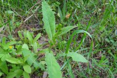 Sonchus asper asper_Josep Llovera CC BY-NC
