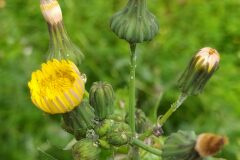 Sonchus oleraceus_Merce Vallicrosa CC BY-NC