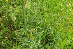 Sonchus oleraceus_Merce Vallicrosa CC BY-NC