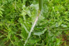 Sonchus oleraceus_Merce Vallicrosa CC BY-NC