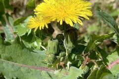 Sonchus oleraceus_Neus Julia