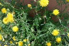 Sonchus tenerrimus_Josep Llovera CC BY-NC