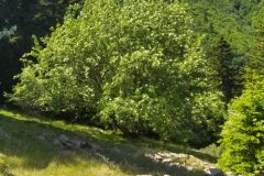 Sorbus aucuparia aucuparia_Merce Vallicrosa CC BY-NC