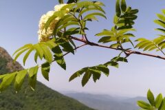Sorbus aucuparia aucuparia_Merce Vallicrosa CC BY-NC