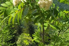 Sorbus aucuparia aucuparia_Merce Vallicrosa CC BY-NC