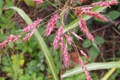 Sorghum halepense_Merce Vallicrosa CC BY-NC