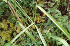 Sorghum halepense_Merce Vallicrosa CC BY-NC