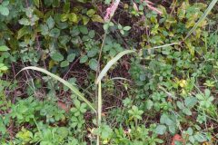 Sorghum halepense_Merce Vallicrosa CC BY-NC